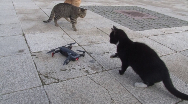 Kedilerin 'drone' a saldırısı renkli görüntülere sahne oldu