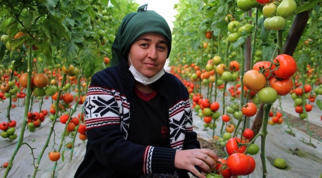 Antalyalı domates üreticilerinden aracı tepkisi