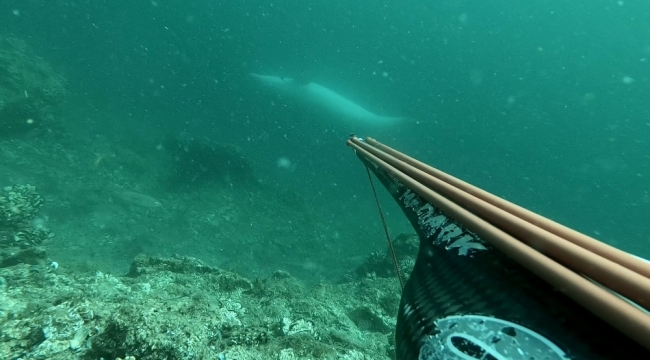 Çanakkale Boğazı'nda ters yüzen yunus balığı sualtı kamerasıyla görüntülendi