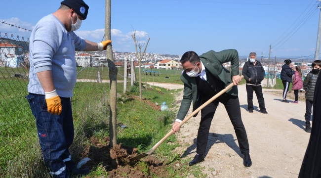 Biga Yeniceköy mahallesi ağaçlandırıldı
