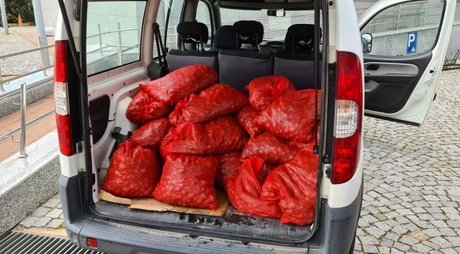 İzmir'de kaçak yollarla avlanan 400 kilogram midye denize bırakıldı