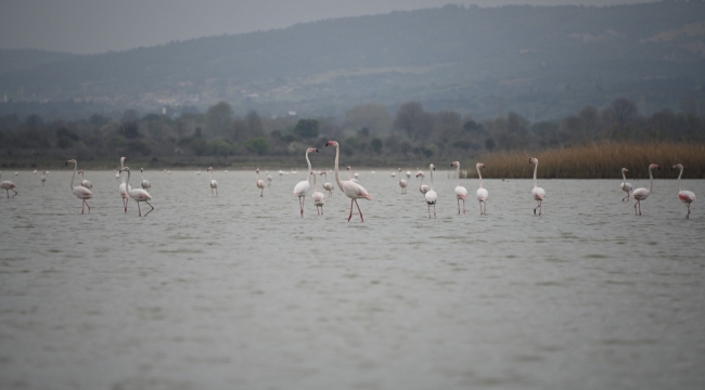 Göç eden flamingolar Çanakkale Tarihi Ala'nda durakladı