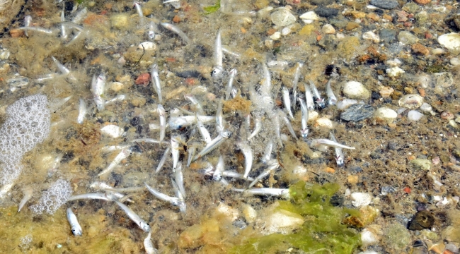 Kum Adası'nda tedirgin eden balık ölümleri