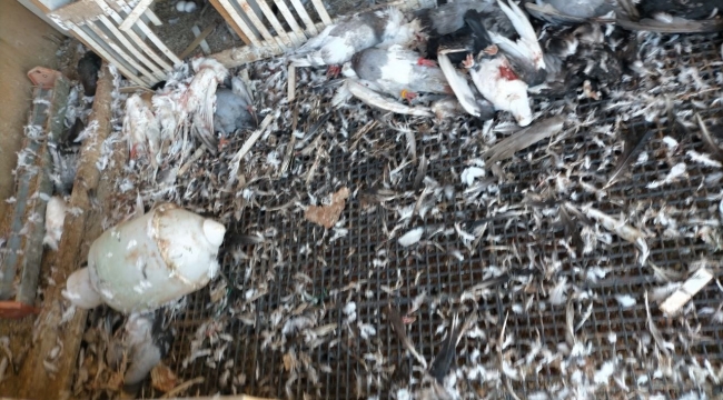 Çanakkale'de başı boş köpekler 40 güvercini parçaladı