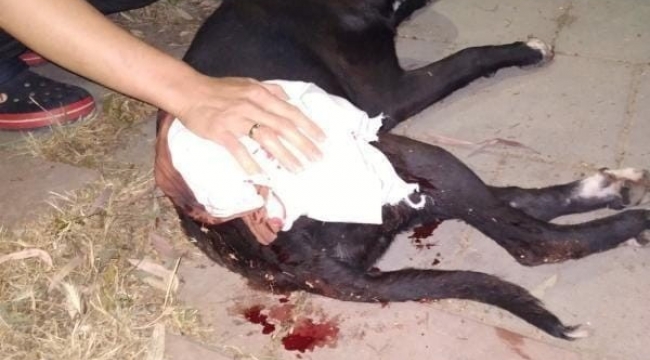 İzmir'de magandalar dehşet saçtı: Tabancadan çıkan mermi köpeğe isabet etti