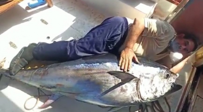Antalya'da balıkçının oltasına 130 kiloluk orkinos takıldı