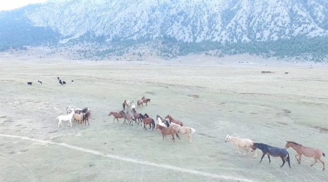 Antalya'da özgürlüğün sembolü Yılkı atları