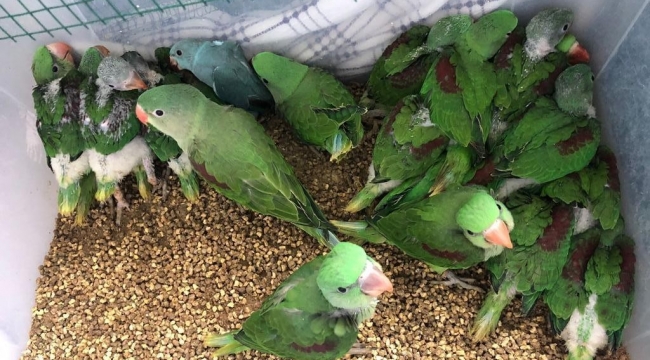 İstanbul'da papağan operasyonu: 38 İskender papağanı kurtarıldı