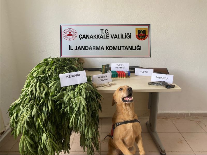 KENEVİR ÜRETİCİLERİNE GEÇİT YOK